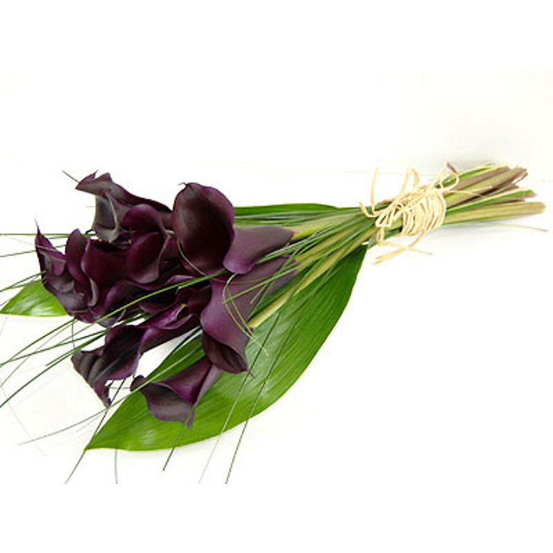 Black Magic Calla Lilies