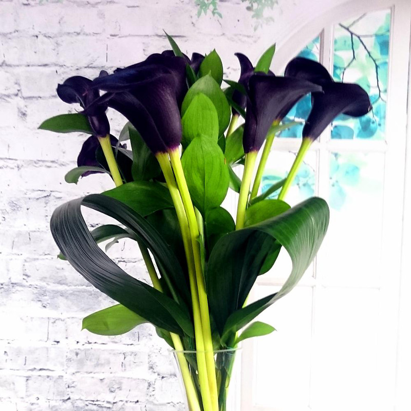 Black Magic Calla Lilies