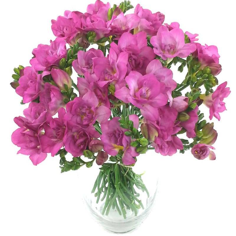 Cerise Freesia