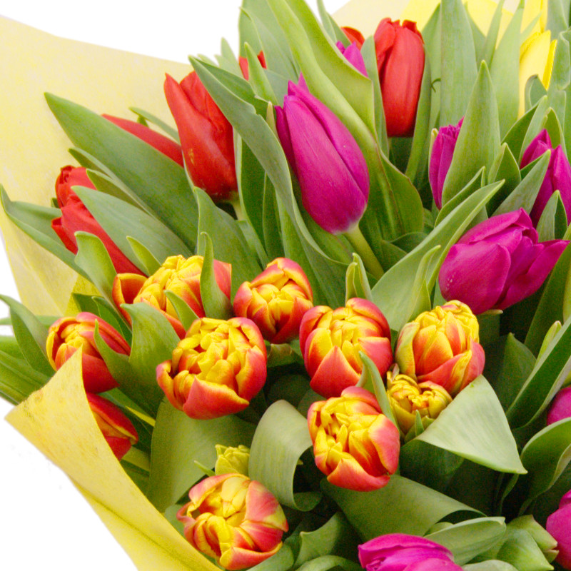 Mixed Tulips