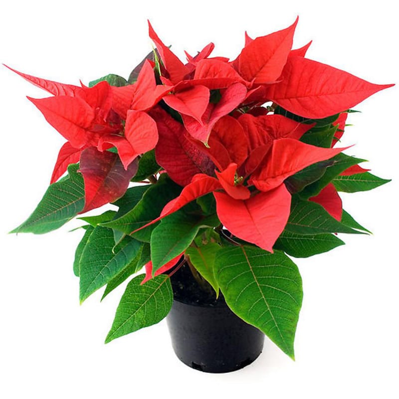 red poinsettia