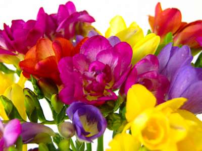 Scented Freesia