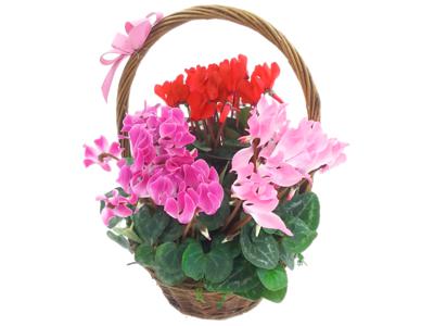 Good Cheer Cyclamen Plant Basket