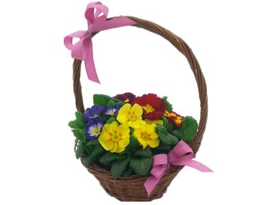 Pretty Primula Plant Basket