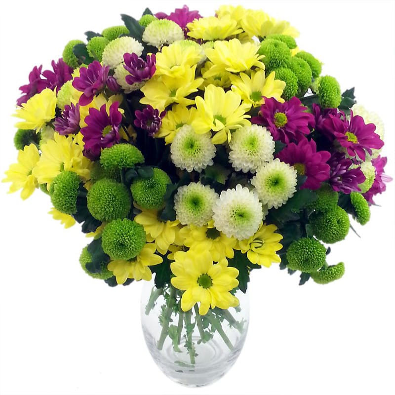 Chrysanthemum Craze!