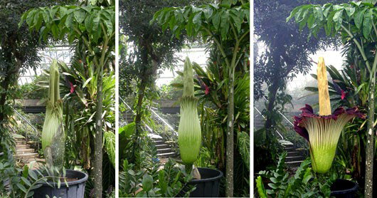 James Morley photos of Titan Arum blooming at Kew