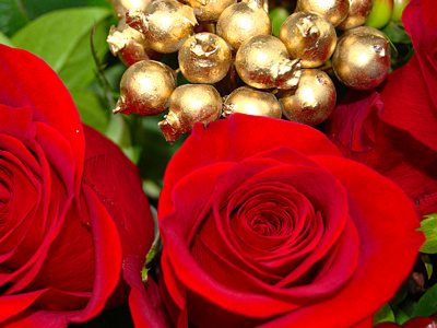 Christmas roses