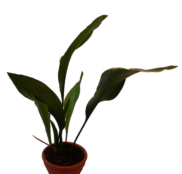 Aspidistra