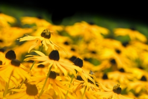 Coneflowers