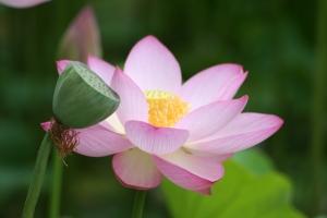 Soft pink petals