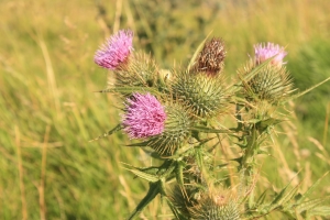 Thistle