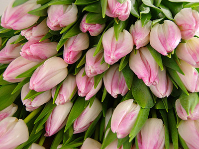 Pinktulipsjan08b1