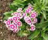 Dianthus flowers