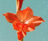 Gladioli flowers