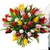 50 mixed tulips