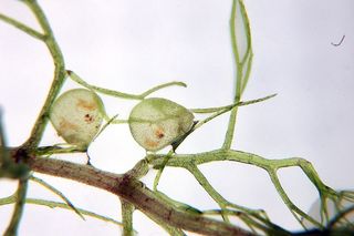 Utricularia