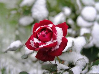 Redsnowrose