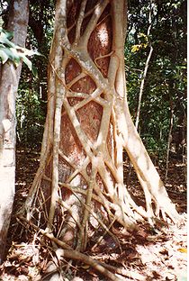 Stranglerfig