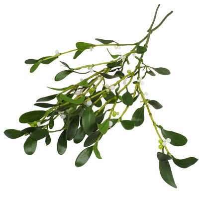 Mistletoe-1