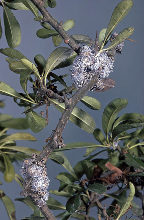 Woolly aphid