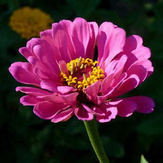 Zinnia