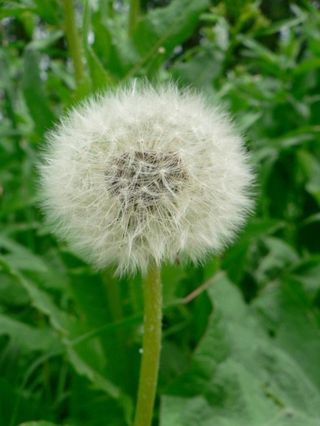 Dandelion