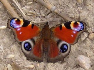 Peacock Butterfly