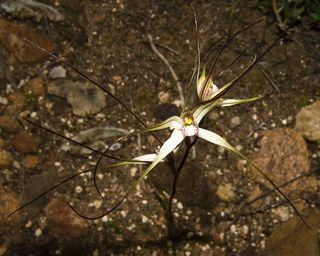 Spider orchid