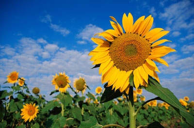 Sunflower-1