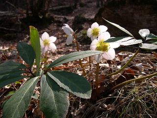 Christmas Rose