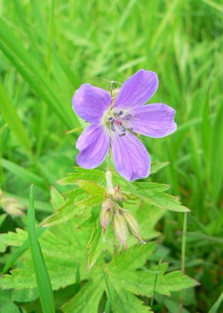 Purple wildflower