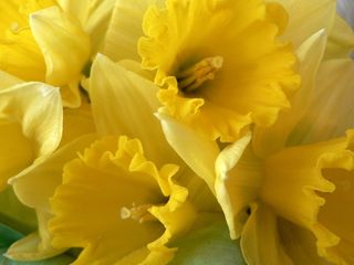 Daffs