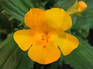 Close up mimulus