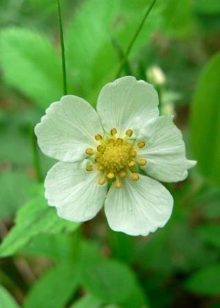 Strawberry wildflower