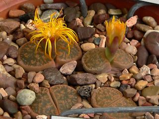 Lithops_lesliei_2