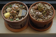 Little lithops