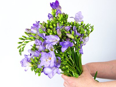40 Purple Freesia