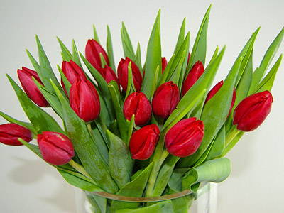 20 Red Tulips