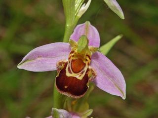 Nice Weather for Ducks, GREAT Weather for Orchids!