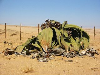 Weird and Wonderful Wednesday: The Desert Ancient, Weltwischia mirabilis