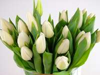 30 White Tulips